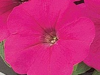 Петуния многоцветковая (Mirage F1)