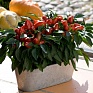 Перец летний (Capsicum annuum)