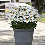 Нивяник превосходный (Leucanthemum x superbum)