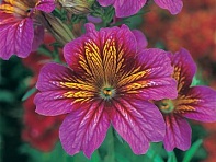 Сальпиглоссис выемчатый (Royale F1)