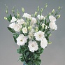 Лизиантус (Эустома) крупноцветковый (Lisianthus grandiflorum)