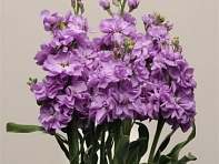 Левкой седой (Katz) Левкой седой (Katz)