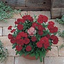 Гвоздика китайская х турецкая (Dianthus chinensis x barbatus)