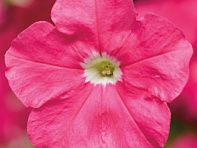 Петуния мелкоцветковая (Picobella F1)