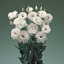 Лизиантус (Эустома) крупноцветковый (Lisianthus grandiflorum)