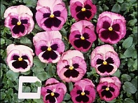 Виола Виттрока