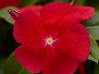 Катарантус розовый (Titan F1)