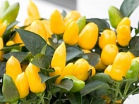 Перец летний (Samba)