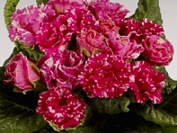 Примула бесстебельная (Marli F1)