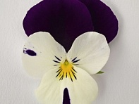 Виола рогатая (Admire F1)