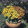 Рудбекия волосистая (Rudbeckia hirta)