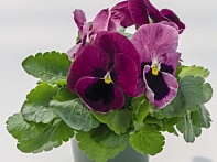 Виола виттрока