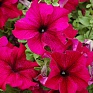 Петуния крупноцветковая (Petunia grandiflora)