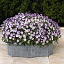 Виола рогатая (Viola cornuta)