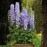 Дельфиниум высокий (Delphinium elatum)