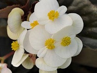 Бегония гибридная (бронзовая листва) (Baby Wing F1)