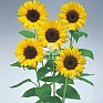 Подсолнечник летний (Helianthus annuus) Подсолнечник летний (Helianthus annuus)