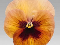 Виола виттрока