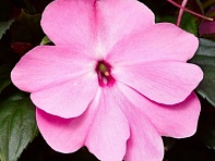 Бальзамин новогвинейский (Florific F1)