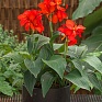 Канна садовая (Canna generalis)