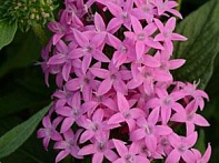 Пентас ланцетовидный