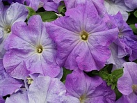Петуния крупноцветковая (генетически компактная) (Limbo GP F1)