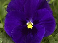 Виола Виттрока