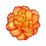 Бегония клубневая махровая (Begonia tuberhybrida)