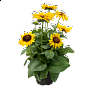 Рудбекия волосистая (Rudbeckia hirta)