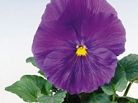 Виола Виттрока