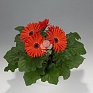Гербера Джемсона (Gerbera jamesonii)