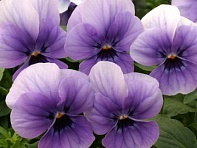 Виола рогатая (Velour)