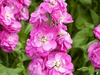 Левкой седой (Opera) Левкой седой (Opera)