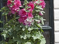 Мальва (Штокроза) розовая (Spring Celebrities)