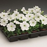 Петуния многоцветковая (Petunia multiflora)