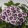 Гвоздика китайская х турецкая (Dianthus chinensis x barbatus)