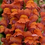 Львиный зев (Антирринум) большой (Antirrhinum majus)