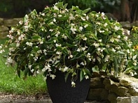 Бегония гибридная ампельная (зеленая листва) (Dragon Wing F1)