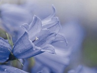 Колокольчик ложечницелистный (Alpine Breeze)