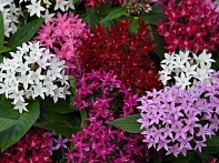 Пентас ланцетовидный