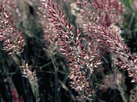 Мелинис нервноколосковый