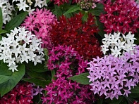 Пентас ланцетовидный (Lucky Star F1)