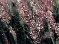 Мелинис нервноколосковый (Savannah)