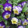 Виола рогатая (Viola cornuta)