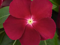 Катарантус розовый (Titan F1)