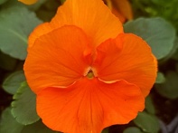 Виола виттрока