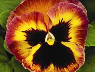 Виола Виттрока (Mammoth F1)