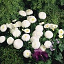 Маргаритка многолетняя (Bellis perennis)
