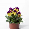Виола рогатая (Viola cornuta)