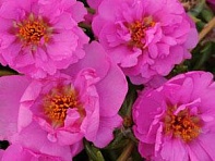 Портулак крупноцветковый (Happy Trails)